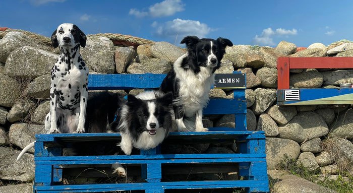Dalmatiner Amy und Bordercollies Sienna und Vicky, Urlaub mit Hund in Plouhinec, Cap Sizun, Finistère