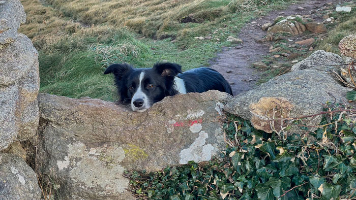 Wandern auf dem Küstenwanderweg GR 34, Wanderungen mit Hund am Cap Sizun, spektakuläre Ausblicke