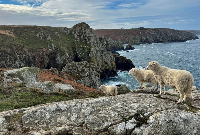 Réserve du Cap Sizun, Goulien, Cap Sizun, freilaufende Schafe der Rasse Landes de Bretagne
