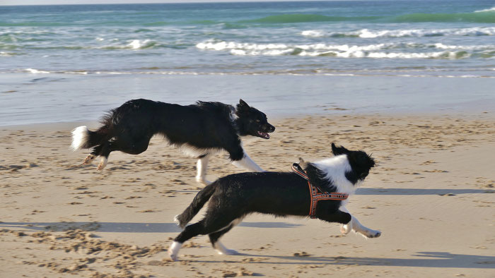 Glückliche Hunde in der Bretagne, in unseren Ferienhäusern ist auch Ihr Hund herzlich willkommen. Ferienhaus Ker Armor, Ferienhaus Tal Ar Mor