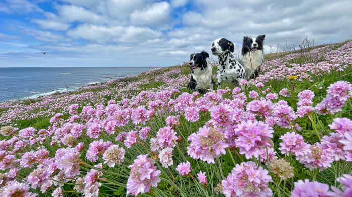 Frühling am Cap Sizun, Strandnelken blühen am GR 34, Hunde in den Blumen