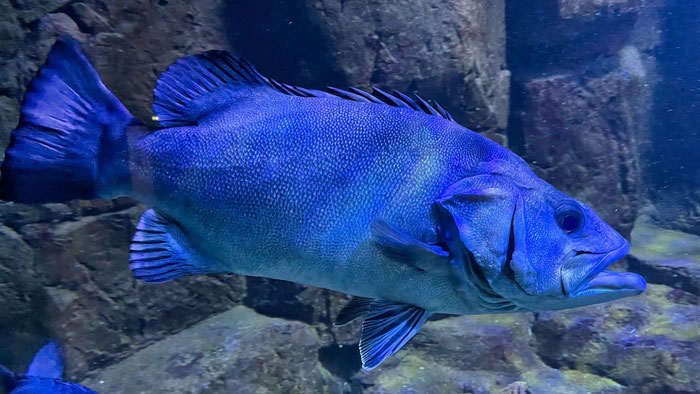 Aquashow in Audierne, Aquarium und Greifvogelschau, Bucht von Audierne, Cap Sizun, Meerestiere beobachten