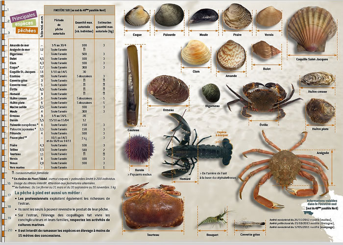 Gezeitenfischerei, pêche à pied, Wattfischen, Regelwerk, Größenvorgaben