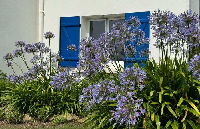 Blühende Agapanthen im Garten vom Ferienhaus Ker Armor – typisch bretonische Pracht in Plouhinec, Bucht von Audierne