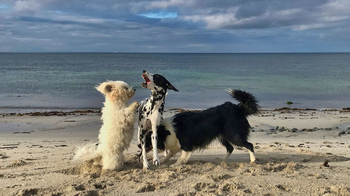 Strand von Kersily, Plouhinec, Cap Sizun, Bucht von Audierne, Urlaub mit Hund