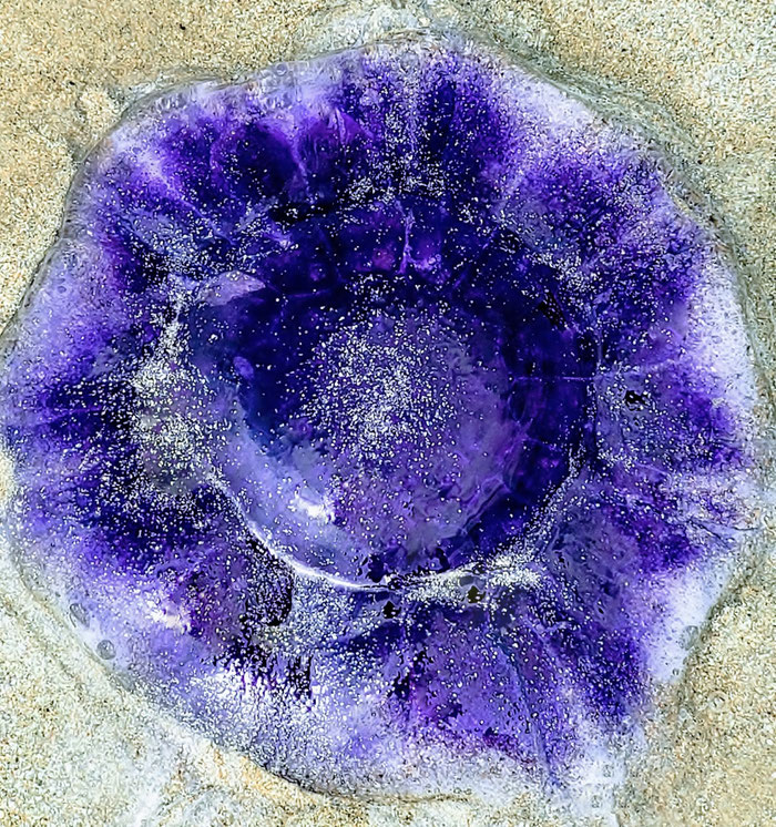 Blaue Haarqualle, Cyanea, Bretagne Strand, nesselnd, Quallenarten Bretagne