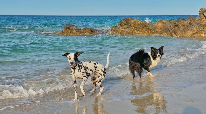 Cap Sizun, Bucht von Audierne, Bretagne, Hunde am Strand