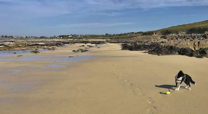 Gezeiten in der Bretagne, Hundespaziergang bei Ebbe von Mesperleuc nach Gwendrez