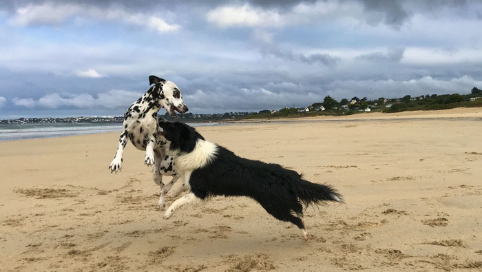 Cap Sizun, Bucht von Audierne, Hunde am Strand, Urlaub mit Hunden in der Bretagne