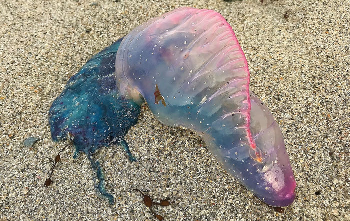 Giftige Tiere in der Bretagne, Cap Sizun, Portugiesische Galeere