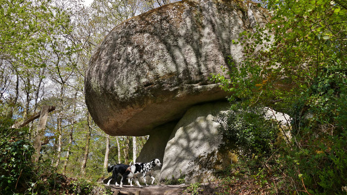 Hueglgoat, Zaiuberwald, Fôret de Huelgoat, Bretagne, Frankreich, Le champignon