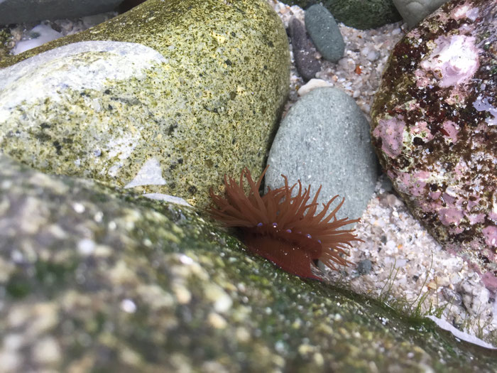 Seeanemonen in der Bucht von Audierne, Gezeitenbecken, Beobachtung