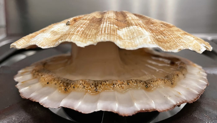 Jakobsmuschel lebend, Bretagne, Delikatesse