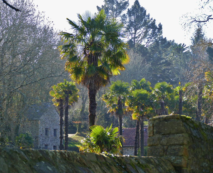 Wetter Bretagne, mildes Klima, tropische Vegetation, Palmen