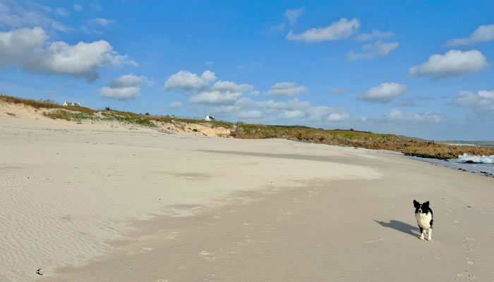 Ihr Hund wird den Strand von Kersiny lieben, nur wenige Fußminuten unterhalb unseres Ferienhauses Tal Ar Mor in Plouhinec, Finistère