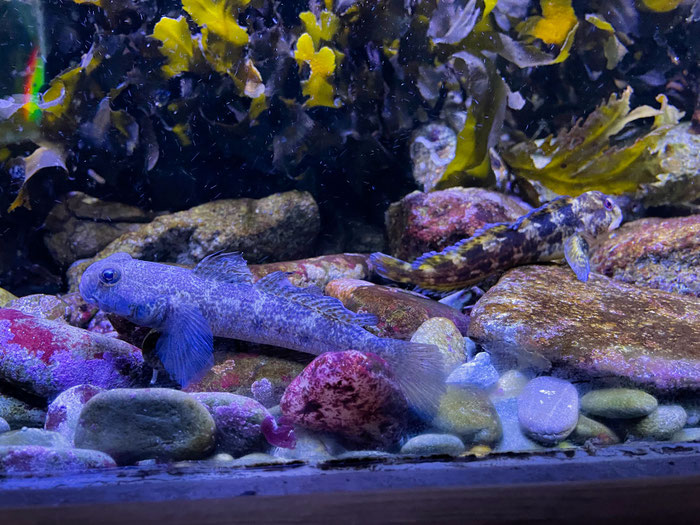 Aquashow in Audierne, Aquarium und Greifvogelschau, Bucht von Audierne, Cap Sizun, Meerestiere beobachten