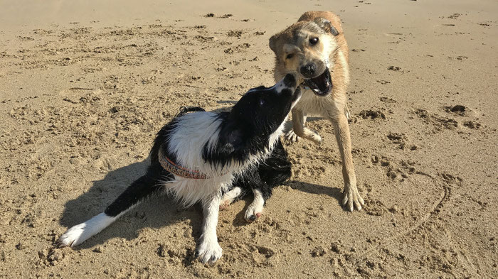 Cap Sizun, Bucht von Audierne, Hunde am Strand, Urlaub mit Hunden in der Bretagne
