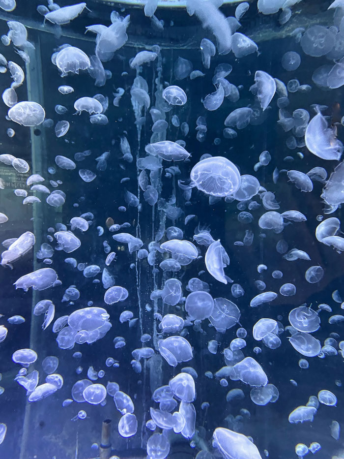 Aquashow in Audierne, Aquarium und Greifvogelschau, Bucht von Audierne, Cap Sizun, Meerestiere beobachten