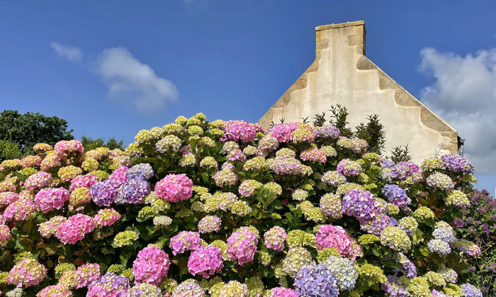 Blühende Hortensien in der Bretagne, Plouhinec, Bucht von Audierne, Cap Sizun