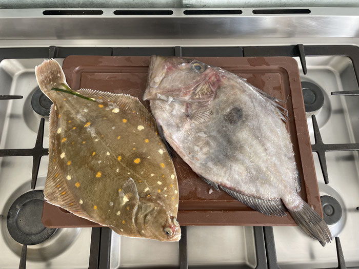 Frischer Steinbutt, Fisch vom Fischer, Plouhinec Poulgoazec, Audierne