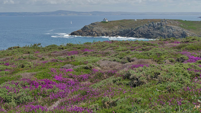 Küstenwanderweg GR34, Cap Sizun, Finistère, Bucht von Douarnenez, Zöllnerweg, Pors Péron zur Pointe du Millier, wandern, Heidelandschaft, Heideblüte, Phare du Millier