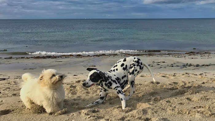 Cap Sizun, Bucht von Audierne, Hunde am Strand, Urlaub mit Hunden in der Bretagne