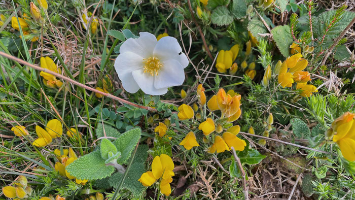 Wildblumen am Küstenweg GR34, Cap Sizun, Bretagne