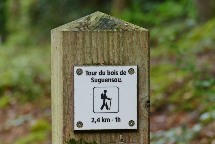 Le bois de Suguensou, der Wald von Suguensou, Audierne, Goyen, Cap Sizun, Wandern