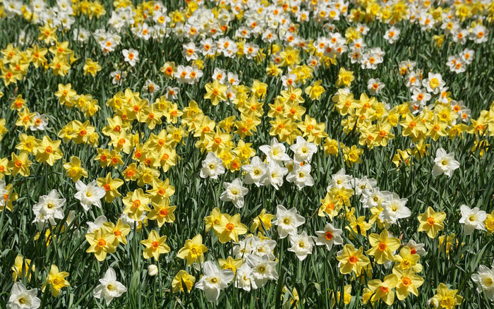 Die Tulpenfelder von Plomeur, La Torche, Finistère, Bretagne
