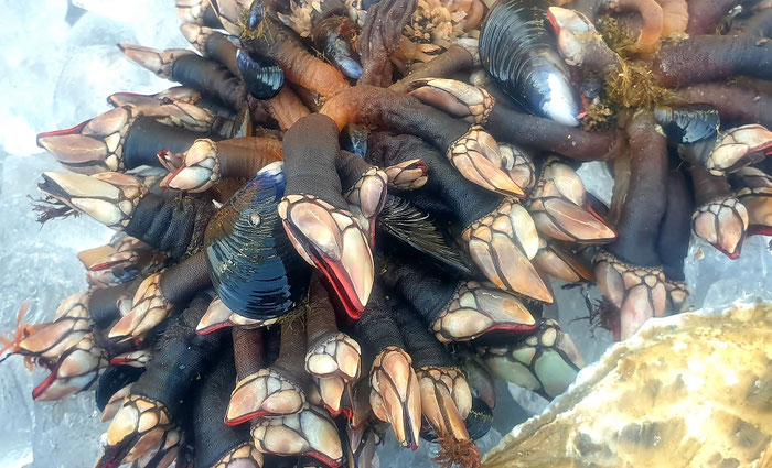 Pouce Pieds, Entenmuscheln, Bretagne
