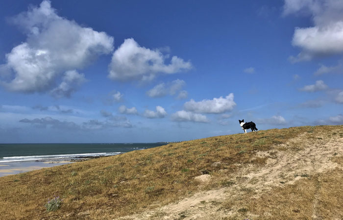 Wandern am Cap Sizun, GR34, Küstenwanderweg, mit Hund, Ferien mit Hund in Plouhinec