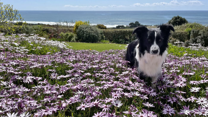 Mediterrane Blütenpracht in den Gärten unserer Ferienhäuser und Ihr Hund mittendrin. Urlaub mit Hund in Plouhinec, Finistère.