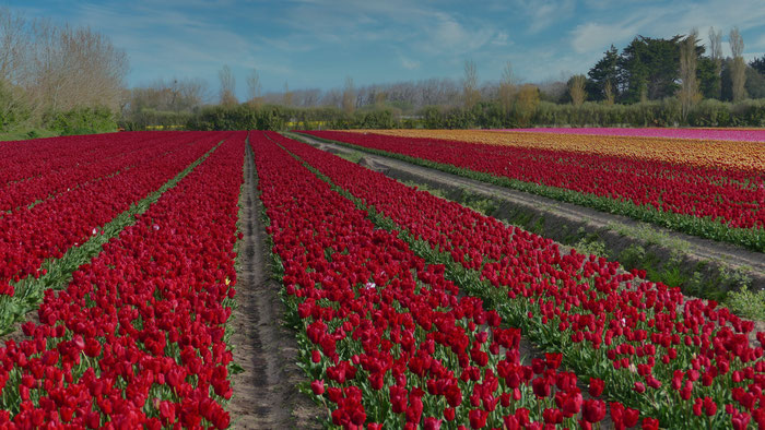 Die Tulpenfelder von Plomeur, La Torche, Finistère, Bretagne