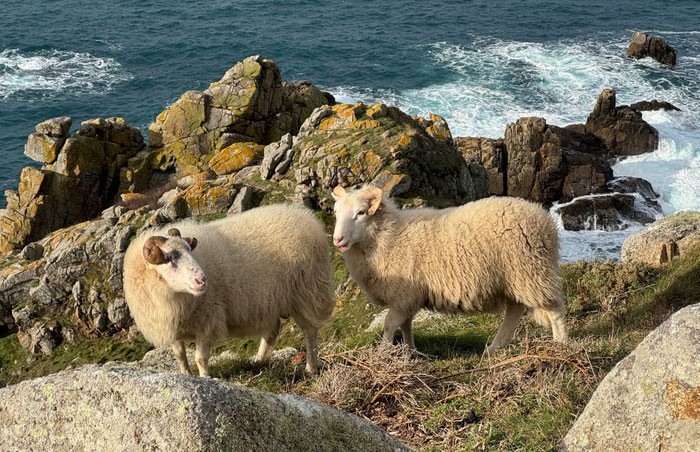 Réserve du Cap Sizun, Goulien, Cap Sizun, Schafe der Rasse Landes de Bretagne