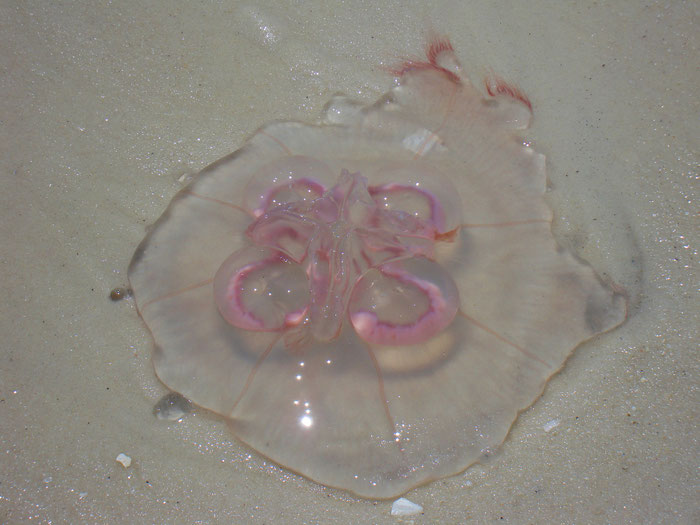 Ohrenqualle, Aurelia Aurita, Bretagne, Strand, ungefährlich, Quallenarten Bretagne