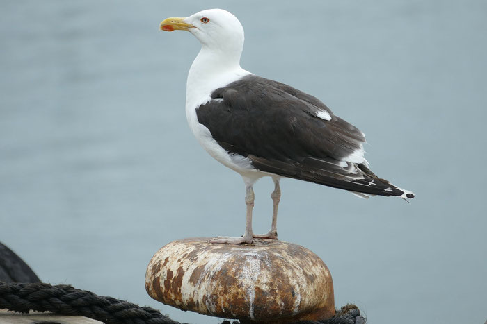 Möwe am Hafen von Le Guilvinec, sie erwartet das Einlaufen der Fischerboote