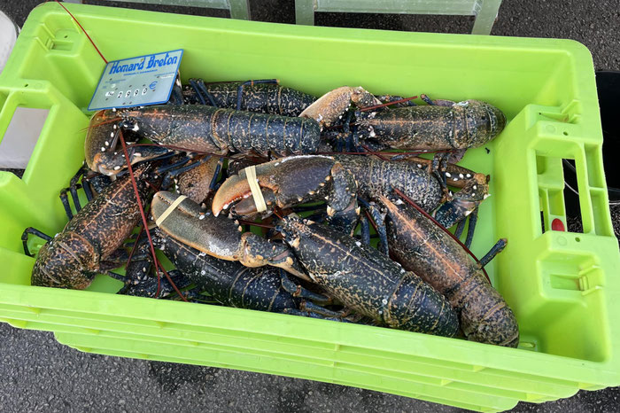 Bretonischer Hummer, eine Delikatesse, frisch vom Markt in Audierne, Finistère