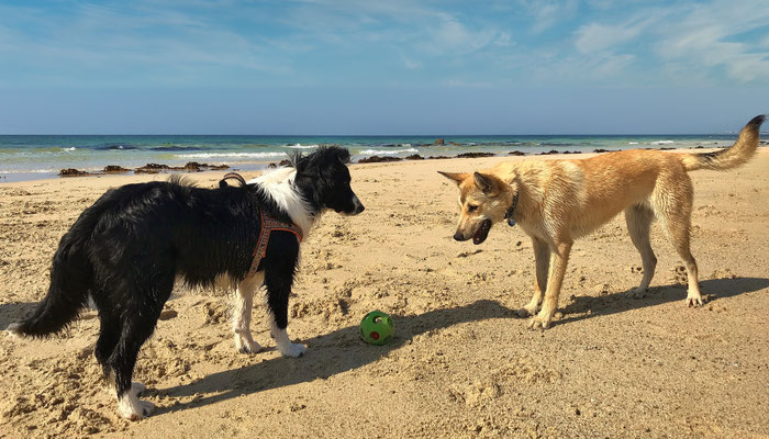 Cap Sizun, Bucht von Audierne, Hunde am Strand, Urlaub mit Hunden in der Bretagne