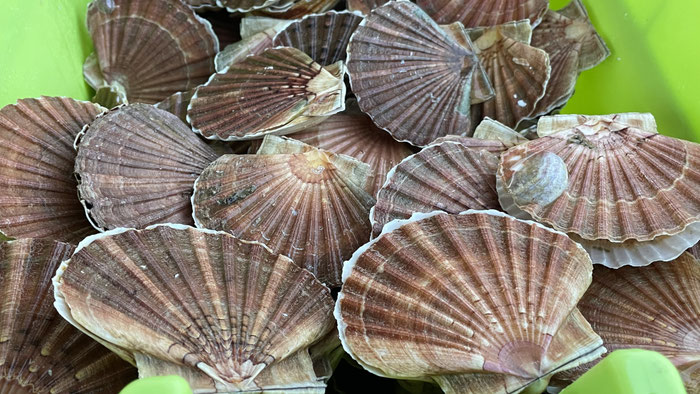 Jakobsmuscheln mit Lauchfondue Rezept, Ferienhausküche, Bretagne, Ker Armor und Tal Ar Mor, Plouhinec, Cap Sizun