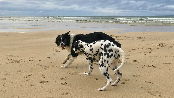 Cap Sizun, Bucht von Audierne, Hunde am Strand, Urlaub mit Hunden in der Bretagne