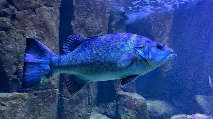 Aquashow in Audierne, Aquarium und Greifvogelschau, Bucht von Audierne, Cap Sizun, Meerestiere beobachten