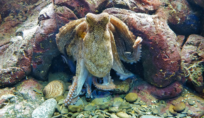 Oceanopolis, Aquarium, Brest, Tintenfisch