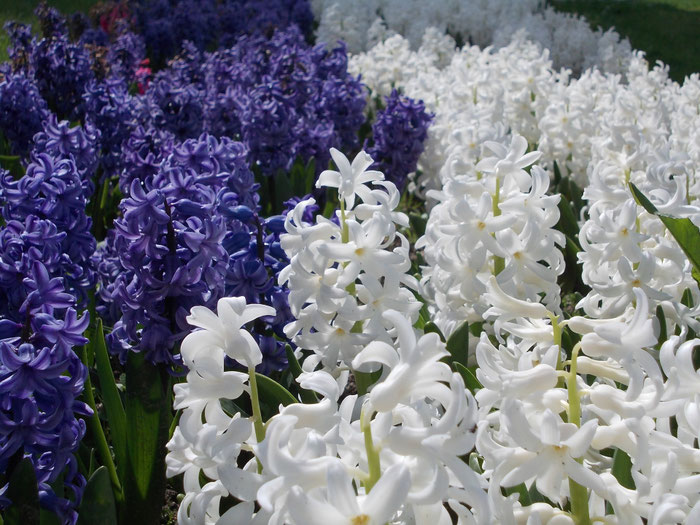 Die Tulpenfelder von Plomeur, La Torche, Finistère, Bretagne