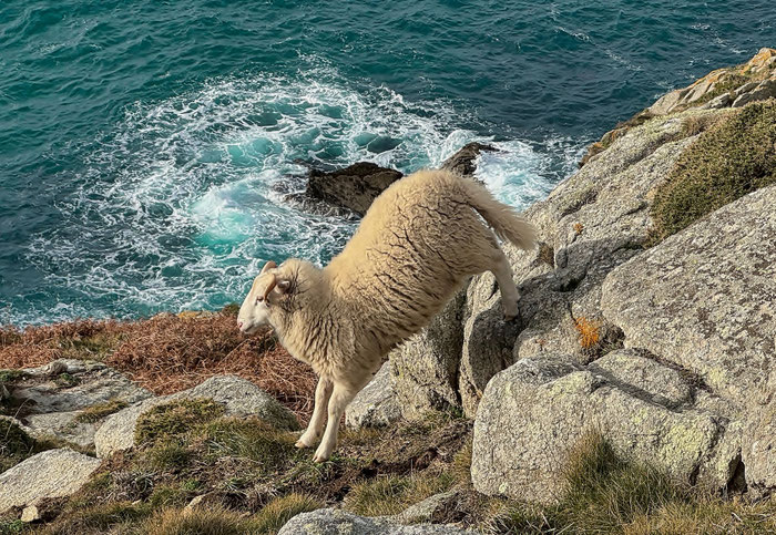 Réserve du Cap Sizun, Goulien, Cap Sizun, freilaufende Schafe der Rasse Landes de Bretagne