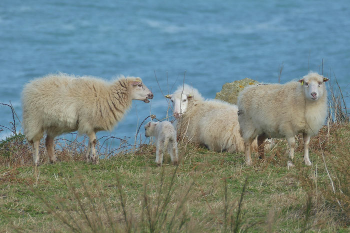 Réserve du Cap Sizun Est, Goulien, steile Klippen Schafe der Rasse Landes de Bretagne