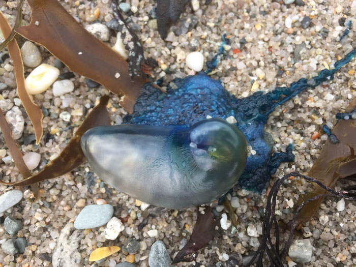 Giftige Tiere in der Bretagne, Cap Sizun, Portugiesische Galeere