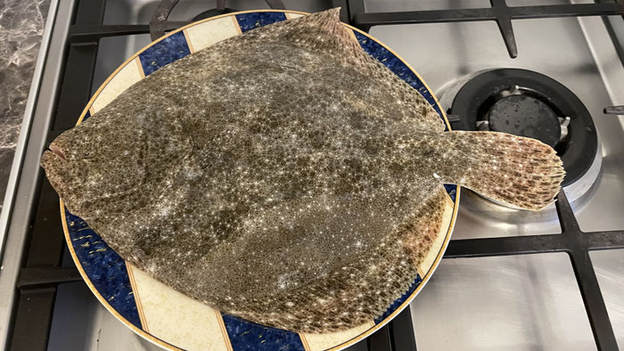 Frischer Steinbutt, Fisch vom Fischer, Plouhinec Poulgoazec, Audierne