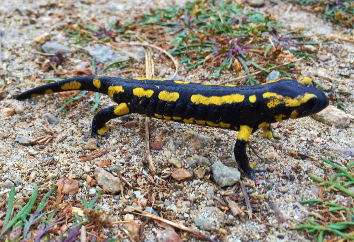 Feuersalamander Cap Sizun, Bucht von Audierne, Garten Ferienhäuser Ker Armor, Tal Ar Mor