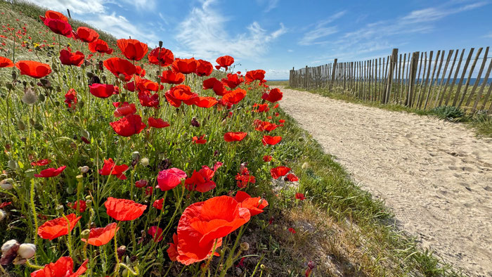 Mohnblumen am Küstenweg GR34 hinter dem Strand von Mesperleuc, schnell zu erreichen von unseren Ferienhäusern