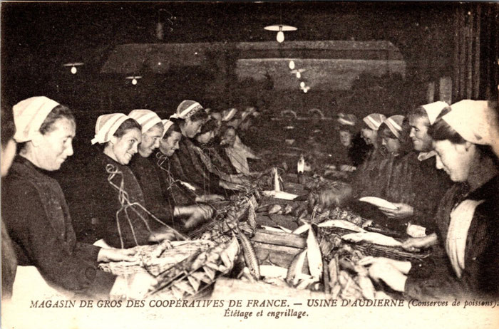 Alte Postkarte, Fischfabrik in Audierne, Frauen bei der Arbeit